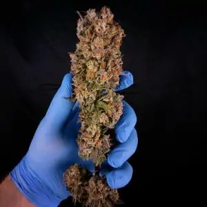 GREEN PUNCH ROYAL QUEEN