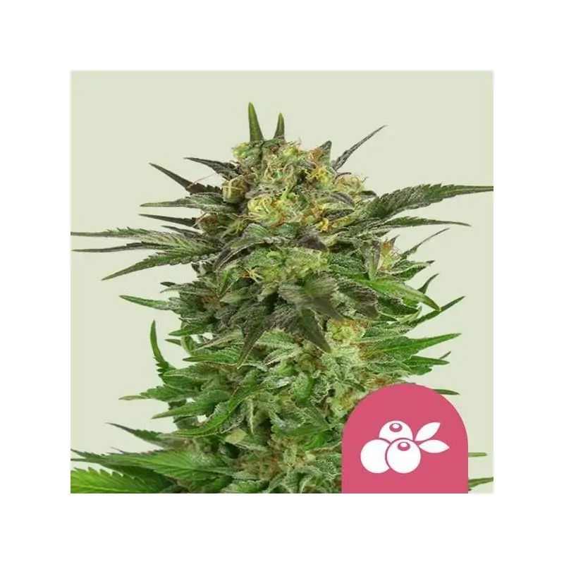 HAZE BERRY ROYAL QUEEN