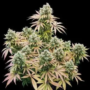 Lemon Shining Silver Haze