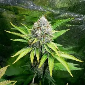O.G. KUSH ROYAL QUEEN