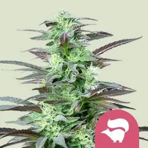 Skunk XL - Royal Queen Seeds