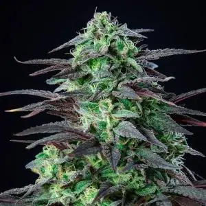 Skunk XL - Royal Queen Seeds