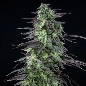 Skunk XL - Royal Queen Seeds