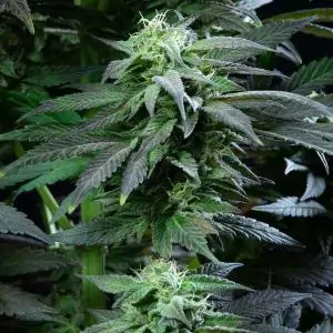 Skunk XL - Royal Queen Seeds