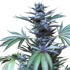 Skunk XL - Royal Queen Seeds