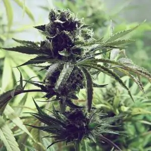 Skunk XL - Royal Queen Seeds