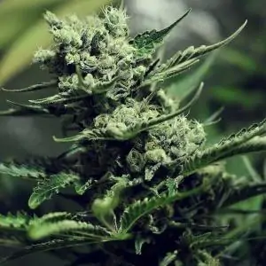 Skunk XL - Royal Queen Seeds