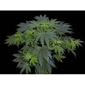 Double Dutch SERIOUS SEEDS