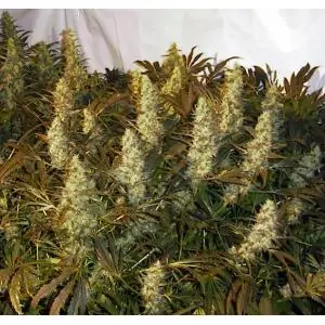 Double Dutch SERIOUS SEEDS