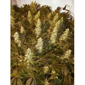 Double Dutch SERIOUS SEEDS