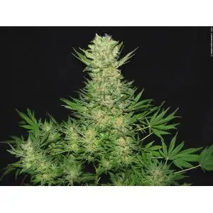 Double Dutch SERIOUS SEEDS