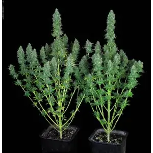 Serious Happiness SERIOUS SEEDS