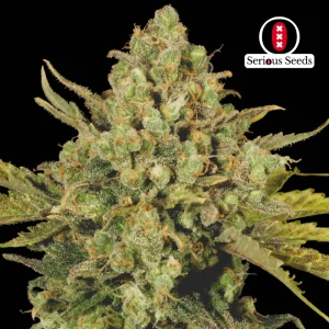 Warlock SERIOUS SEEDS