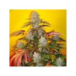 Auto Bubblegum