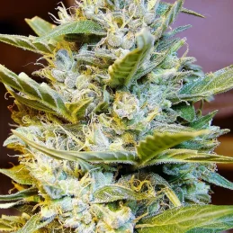 Auto Northern Hog TH SEEDS