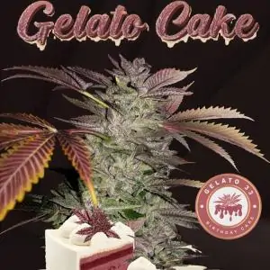 Gelato Cake
