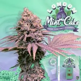 London Mint Cake