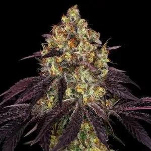 Stracciatela Do-Si-Dos x Strawbanana Cream