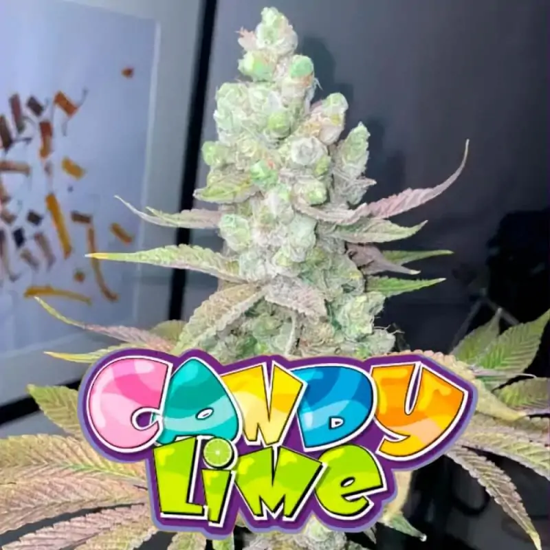 Candy Lime
