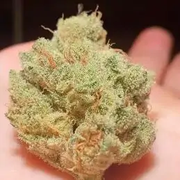 Frozen Cherry