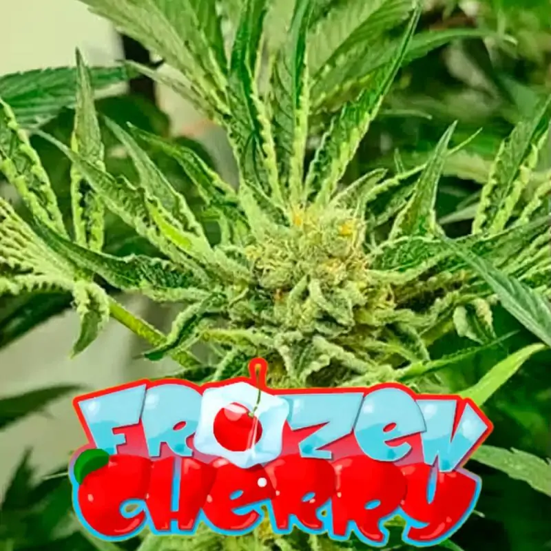 Frozen Cherry