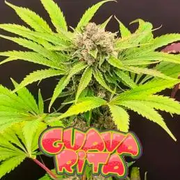 Guavarita