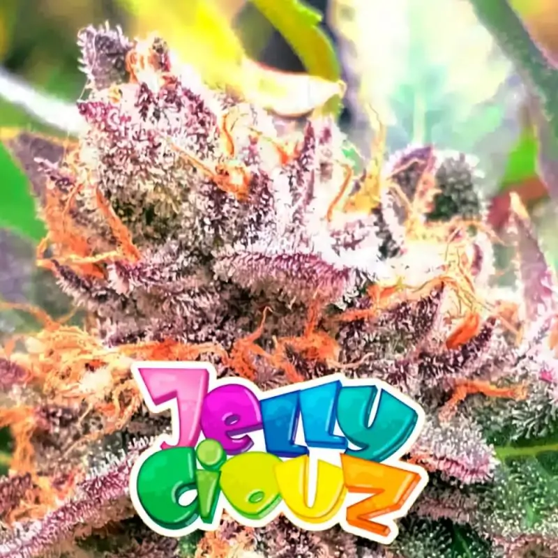 Jellyciouz