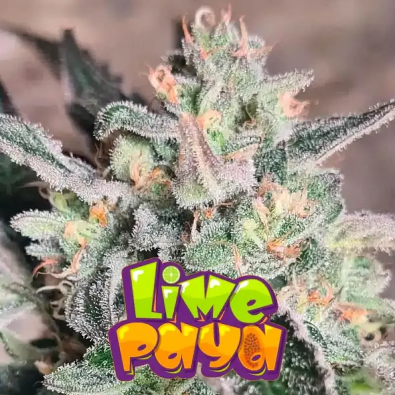 LimePaya