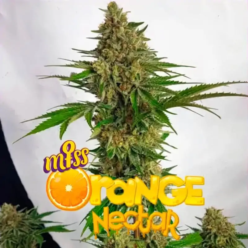 Miss Orange Nectar