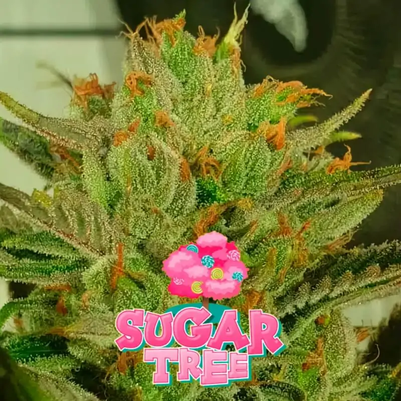 Sugar Tree