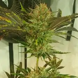 Sugar Tree