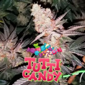 Tutti Candy