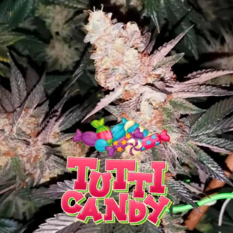 Tutti Candy