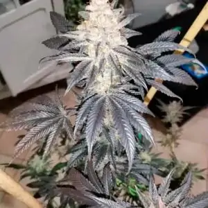 Tutti Candy