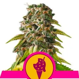 Cookies Gelato