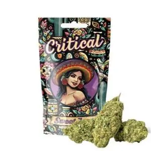 Flores CBD Sweet Jane Critical