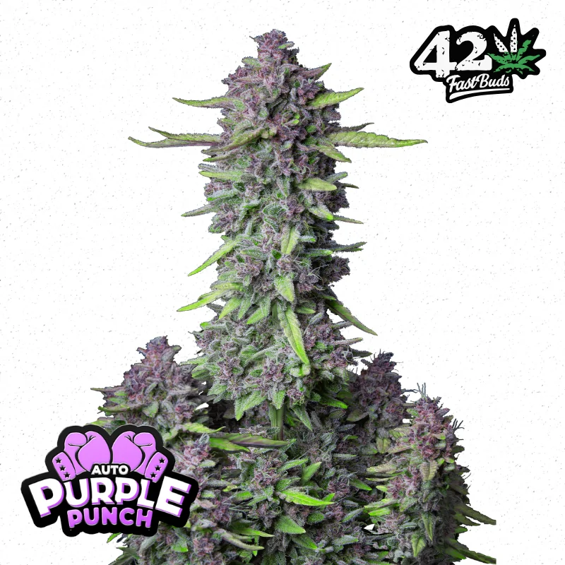 Purple Haze Auto