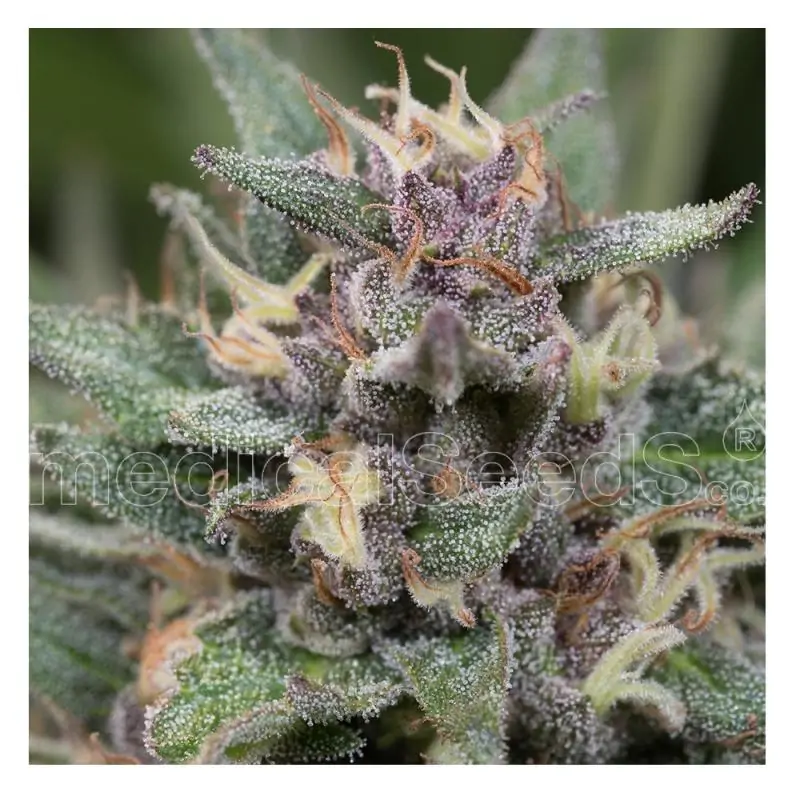 Blue Hell Auto MEDICAL SEEDS