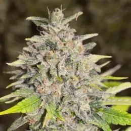 Auto Chocolope