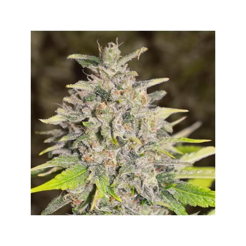 Auto Chocolope