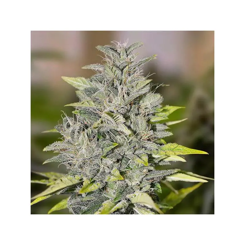 Chocolope Fast