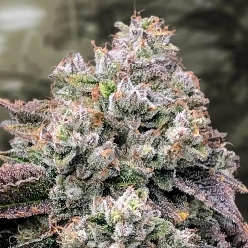 Strawberry Banana Fast