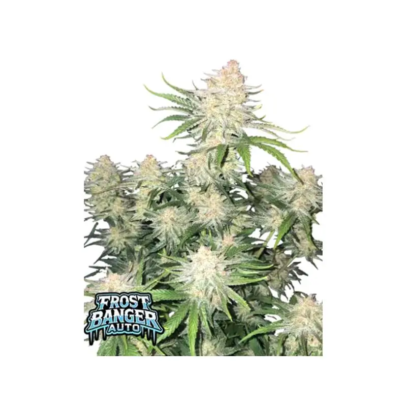 Auto Frost Banger Auto Frost Banger