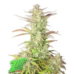 Auto Z-Up