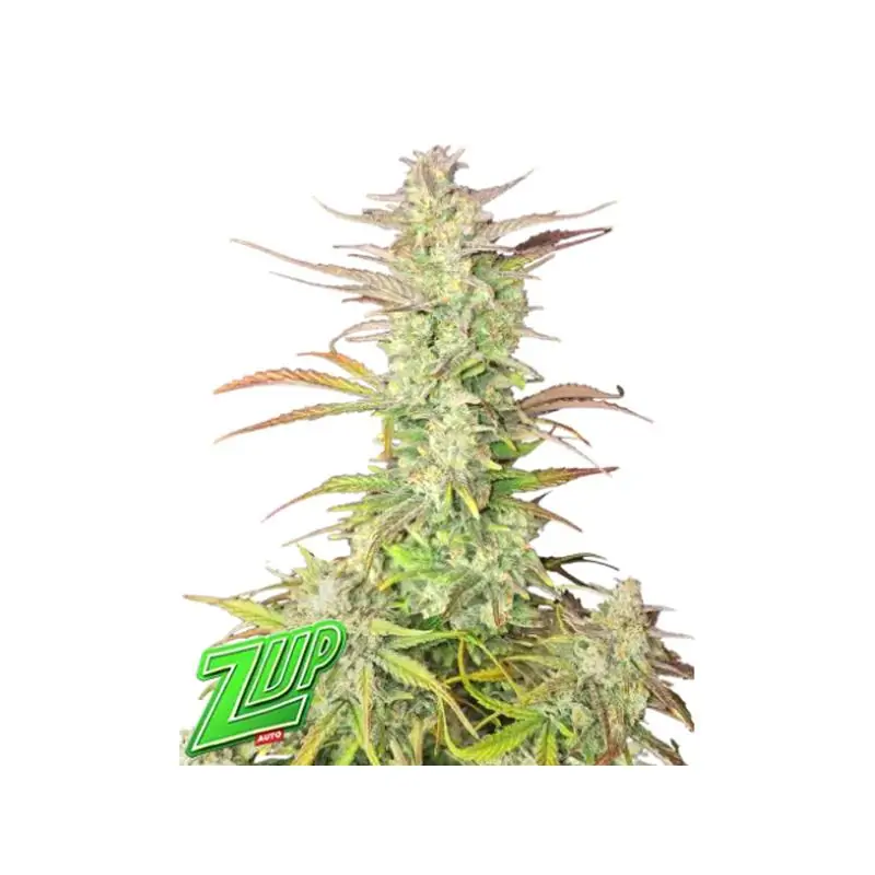 Auto Z-Up