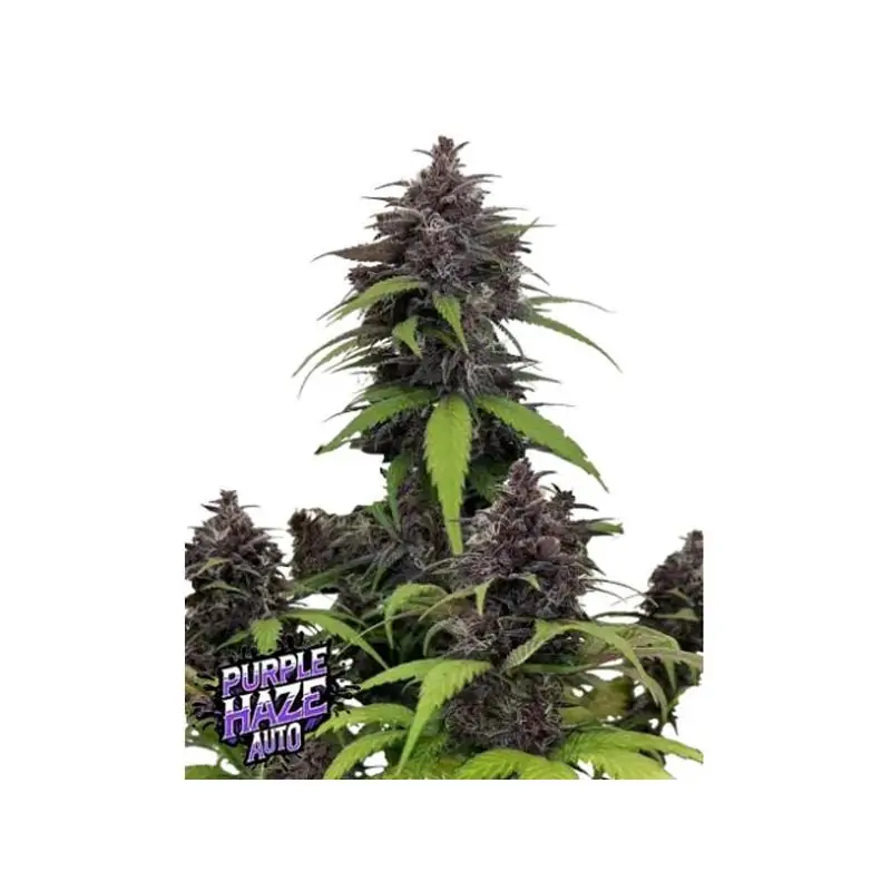 Auto Purple Haze