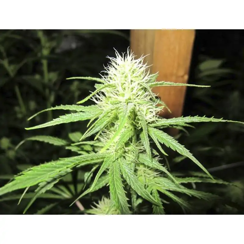 PROZACK MEDICAL SEEDS