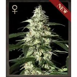 Auto Skunk