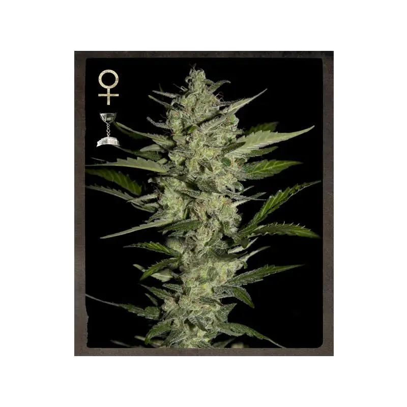 Flowerbomb Kush