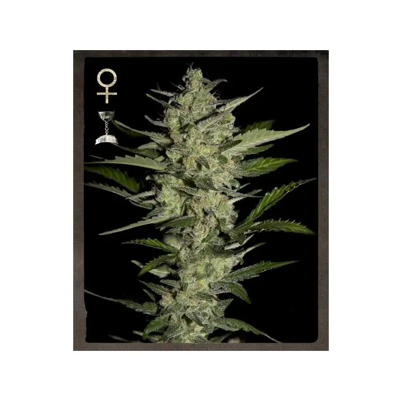 Flowerbomb Kush
